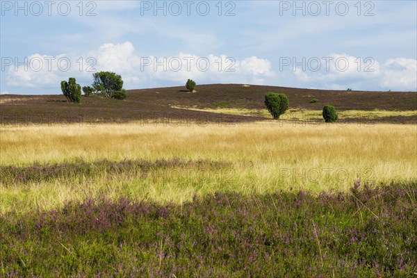 Flowering heath and juniper