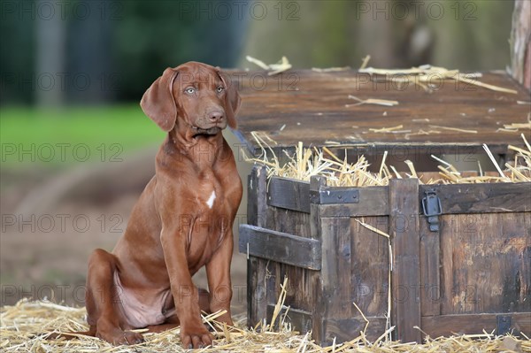 Rhodesian ridgeback domestic dog