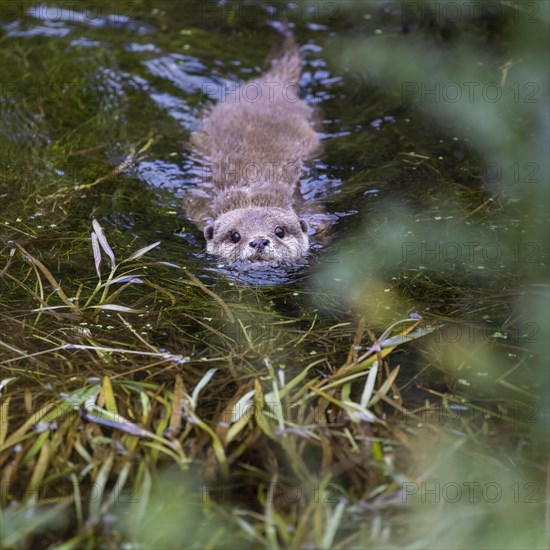 Oriental small clawed otter