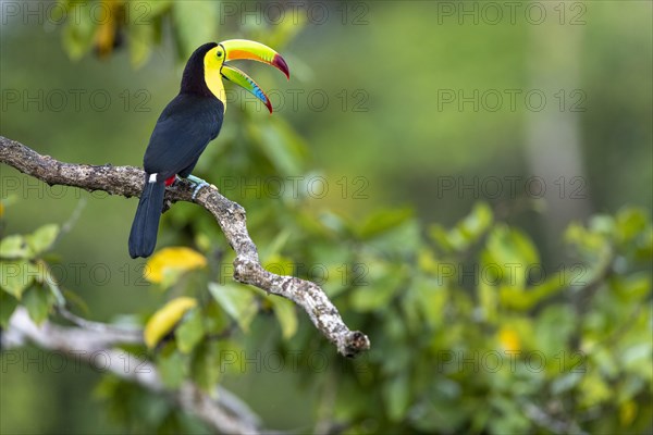 Fishing toucan also called Keel billed Toucan