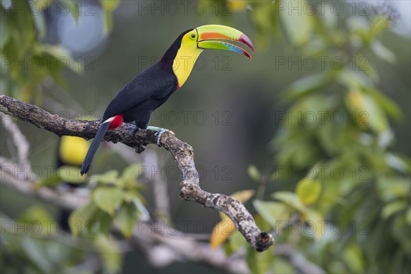 Fishing toucan also called Keel billed Toucan