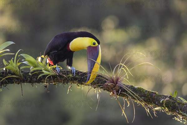 Swainson's toucan or Brown-backed toucan