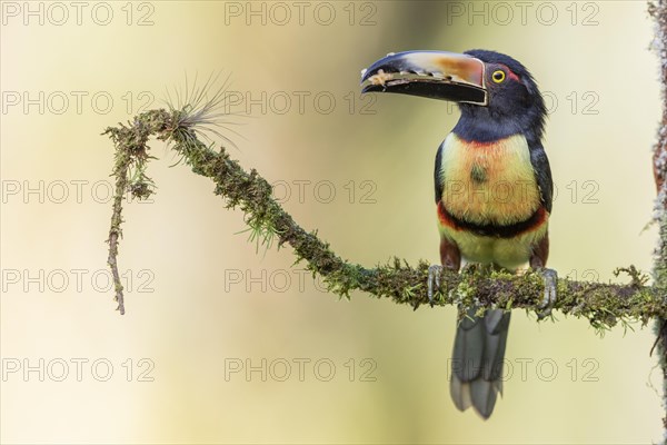 Collared aracari