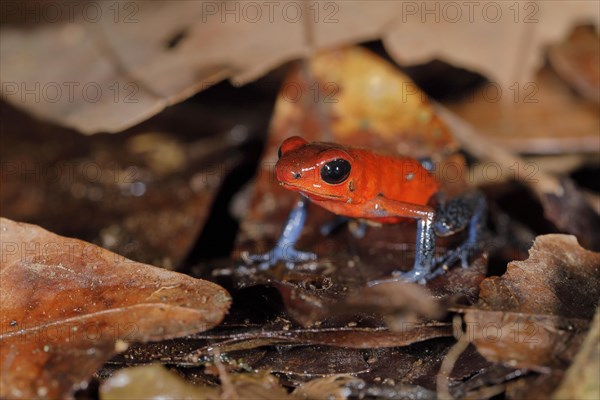 The strawberry poison-dart frog