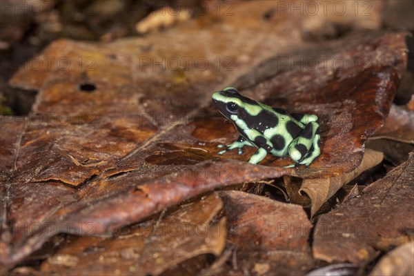 Green and black poison dart frog