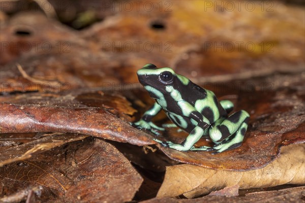 Green and black poison dart frog