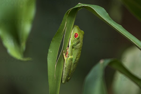 Red eyed tree frog