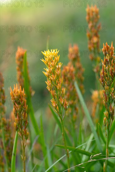 Bog Asphodel