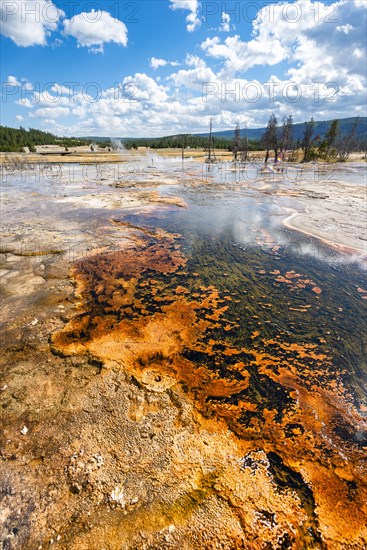 Yellow bacteria and algae in a hot spring at Black Sand Basin and Biscuit Basin