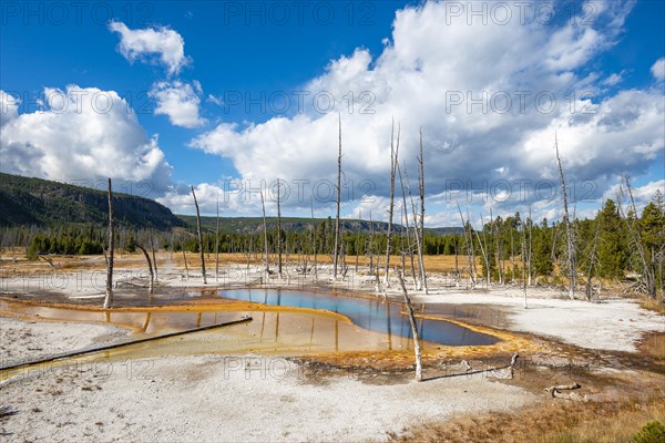 Dead trees at Opalescent Pool with mineral deposits