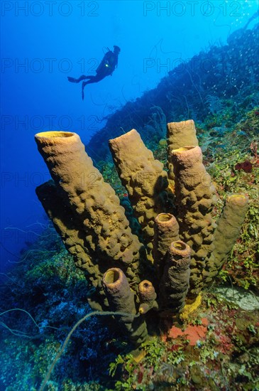 Yellow-green candle sponge