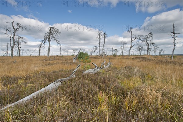 Dead scots pine