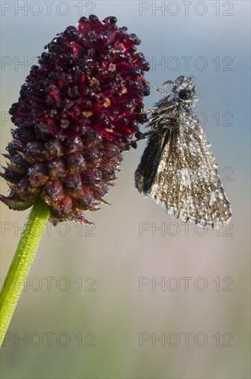 Dark Brown Fritillary