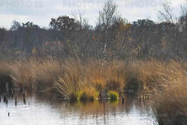 Autumn moorland