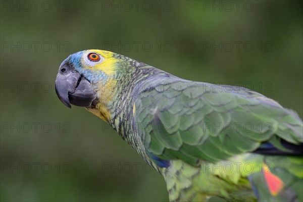 Blue-fronted amazon