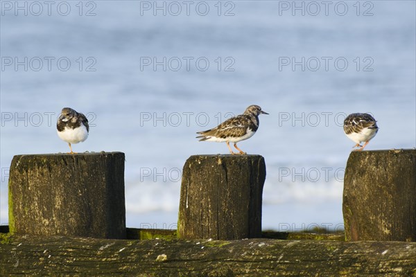 Ruddy turnstone