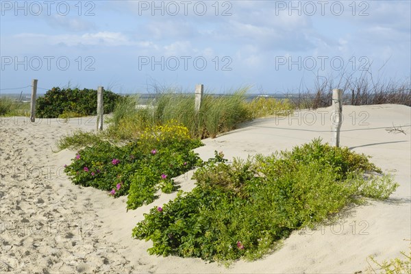 Dune landscape on the North Sea coast