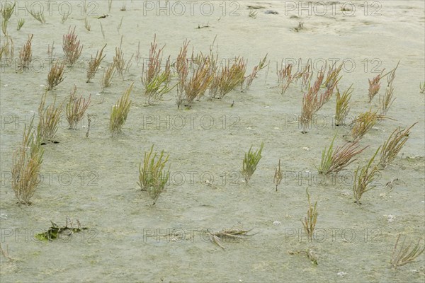 Glasswort