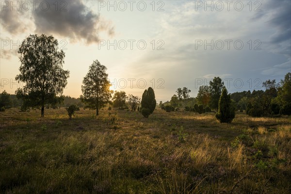Flowering heath and juniper
