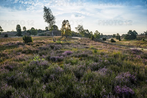 Flowering heath and juniper