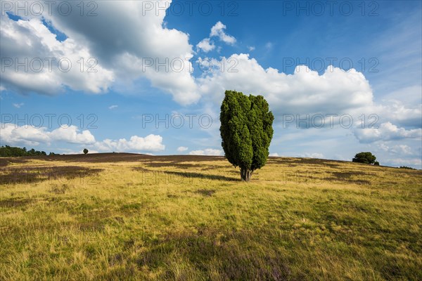 Flowering heath and juniper