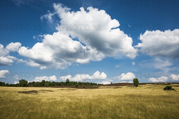 Flowering heath and juniper
