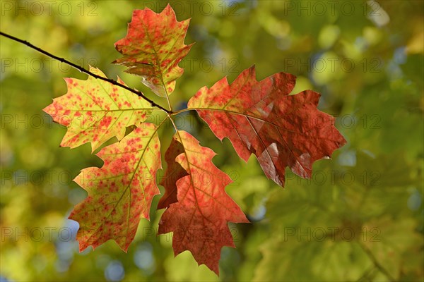 Northern red oak