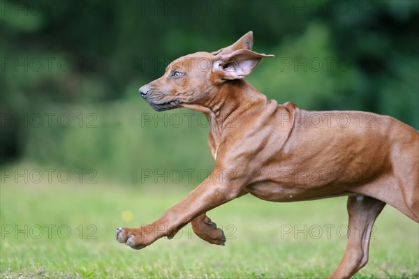 Rhodesian Ridgeback domestic dog