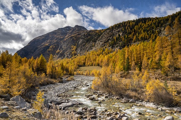 Autumn larch forest with stream