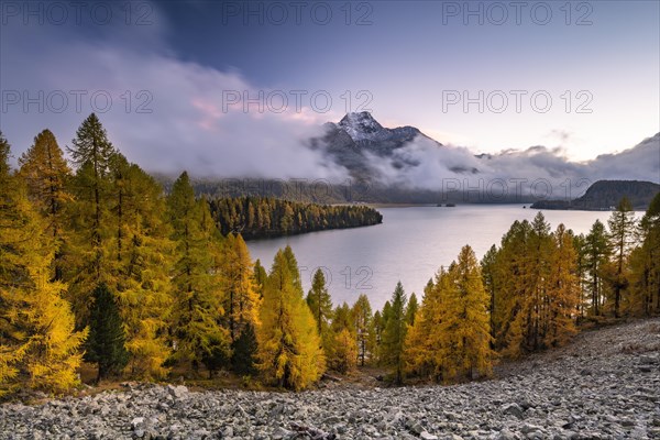 Autumn larch forest above Lake Sils