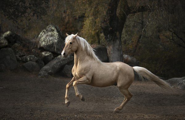 Spanish Palomino Stallion
