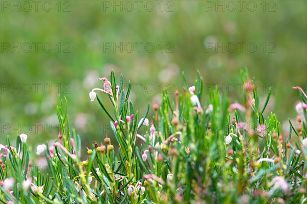 Bog rosemary