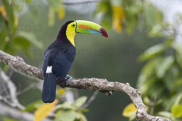 Fishing toucan also called Keel billed Toucan