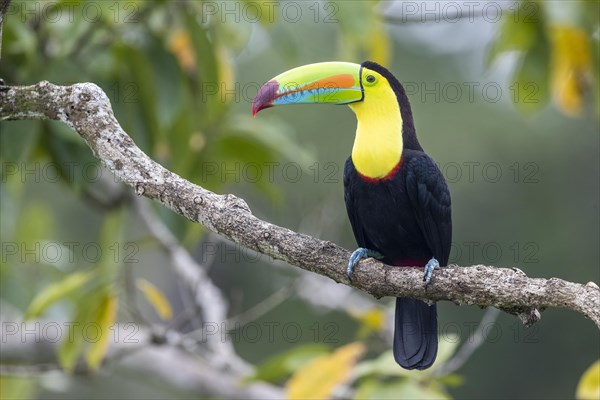 Fishing toucan also called Keel billed Toucan