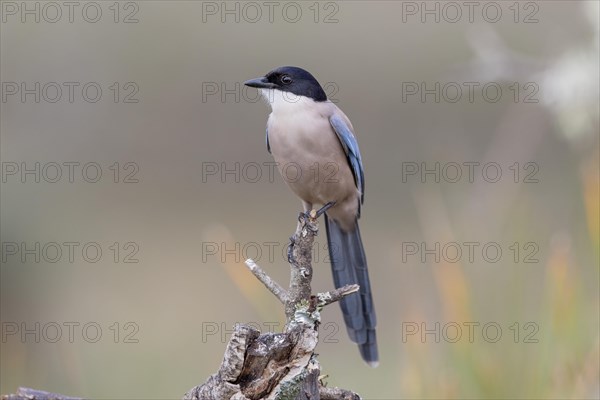 Azure-winged magpie