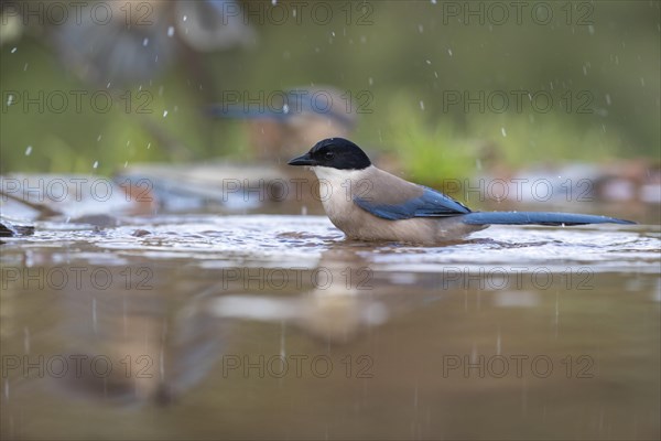 Azure-winged magpie