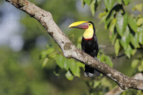 Swainson's toucan or Brown-backed toucan