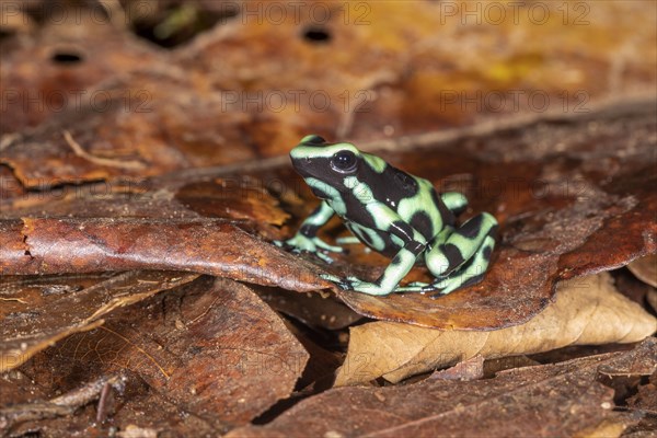 Green and black poison dart frog