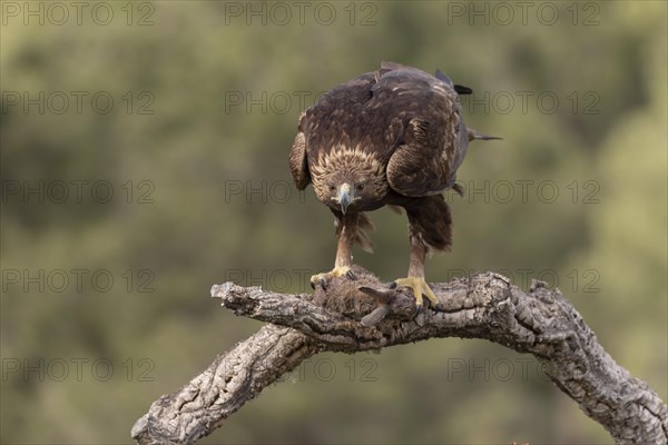 Golden eagle