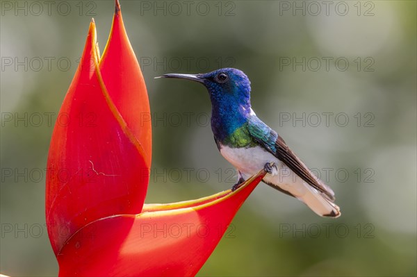 White necked jacobin