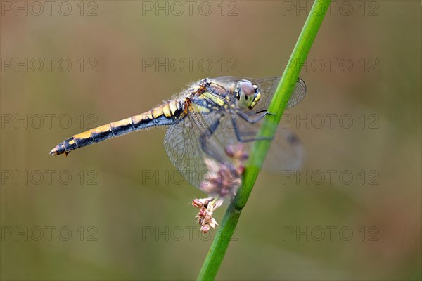 Black Darter