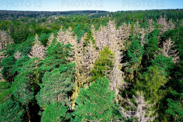 Drone image of dead spruce standing in the stand