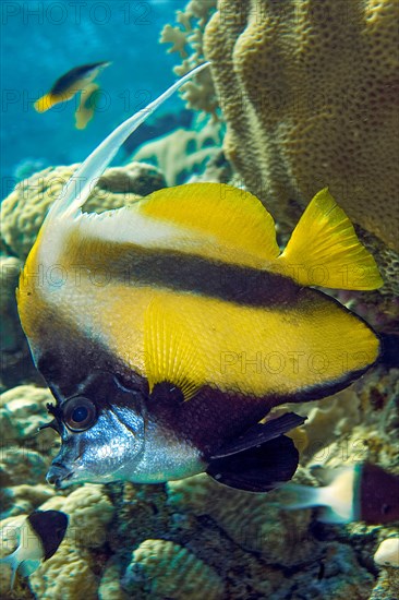 Pennant coralfish