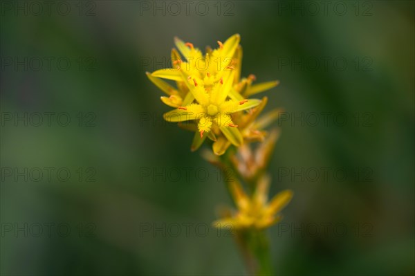 Bog Asphodel