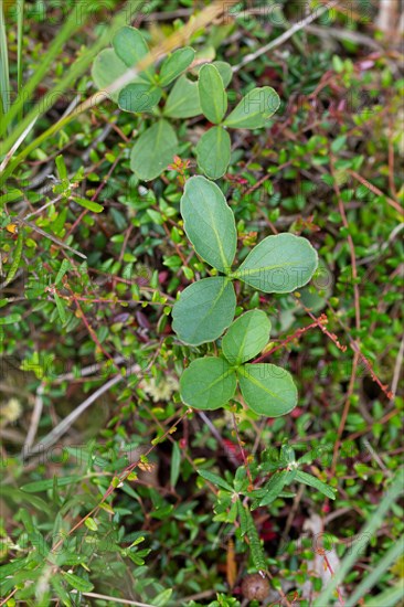 Bog bean