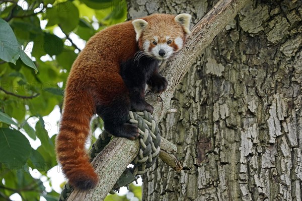 Red panda