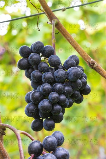 Blue grapes