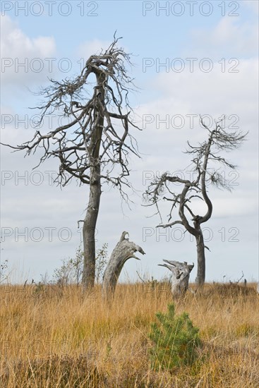 Dead scots pine