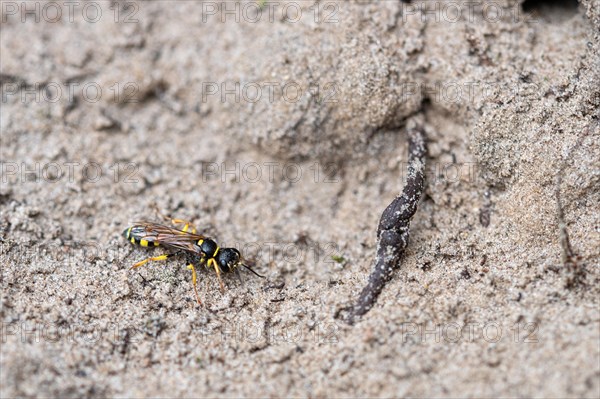 Sphecoid wasp