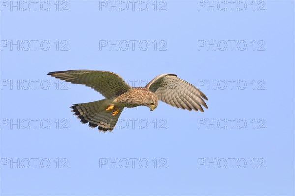 Common kestrel